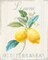 Floursack Lemon III Poster Print by Danhui Nai - Item # VARPDX45784